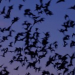 Dream about bats