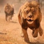Chased by lions